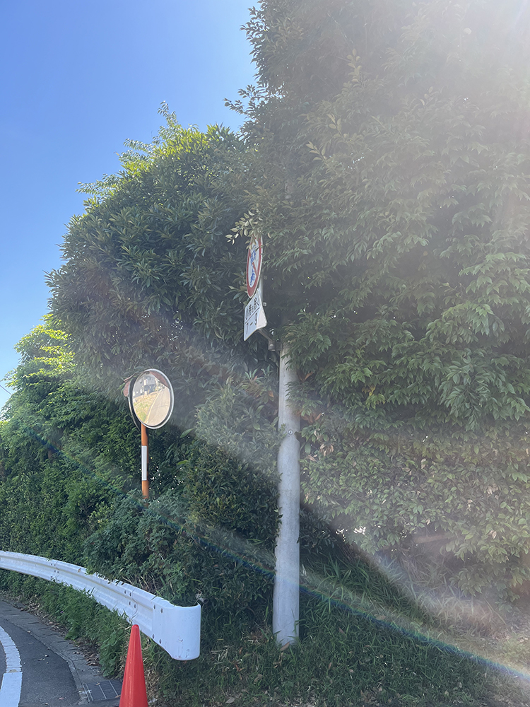 カーブミラーにかかった枝