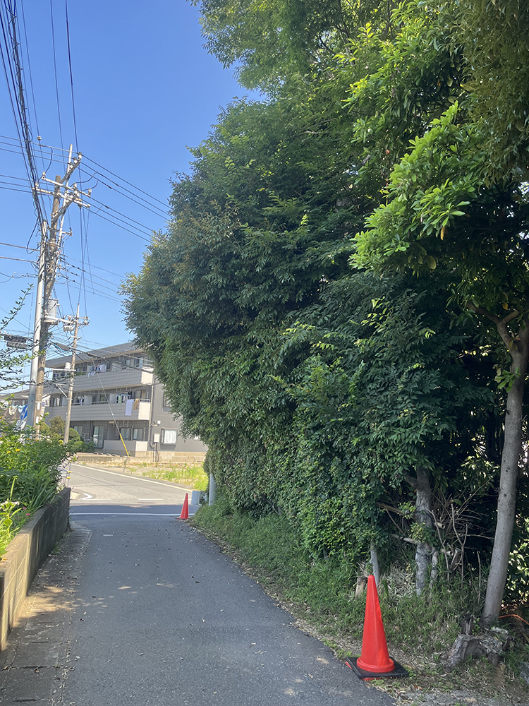 道にはみ出た枝
