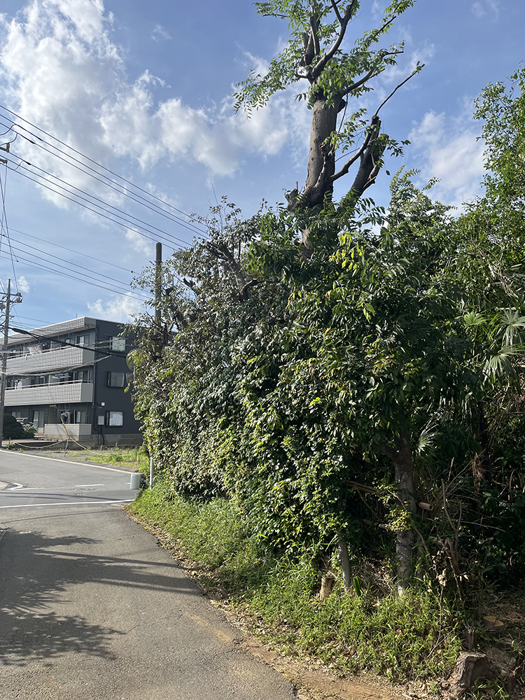 剪定の様子