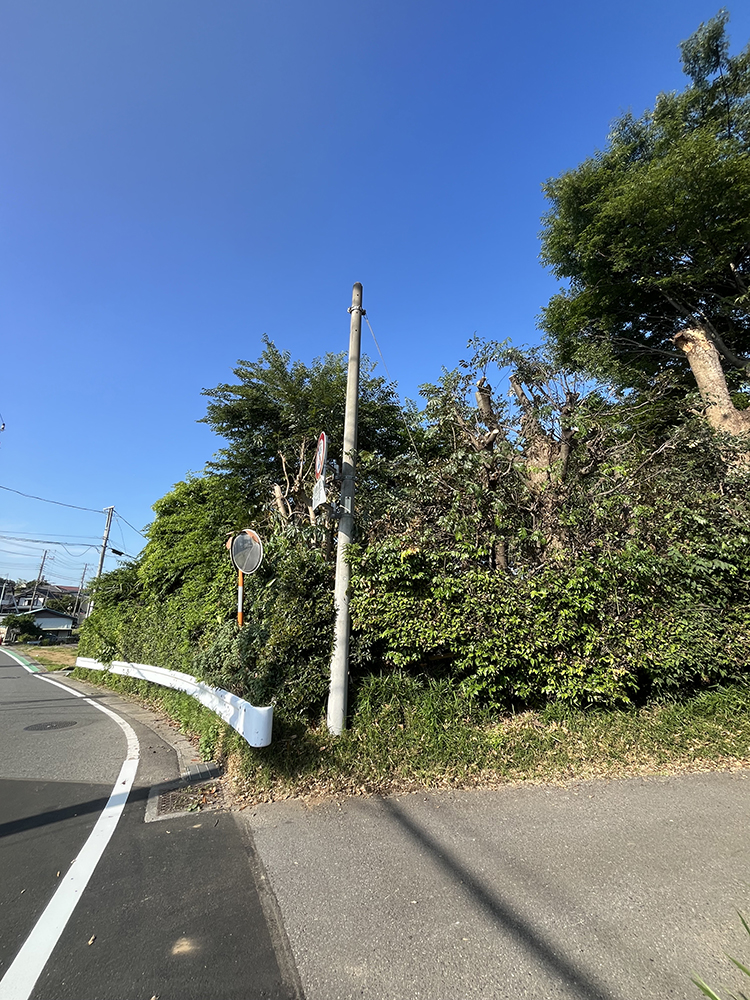 剪定の様子