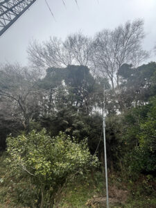 佐倉市役所文化課様からのご依頼(作業内容:本佐倉城跡危険木伐採) 佐倉市役所文化課様からのご依頼(作業内容:本佐倉城跡危険木伐採)