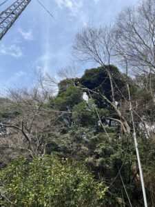 佐倉市役所文化課様からのご依頼(作業内容:本佐倉城跡危険木伐採) 佐倉市役所文化課様からのご依頼(作業内容:本佐倉城跡危険木伐採)