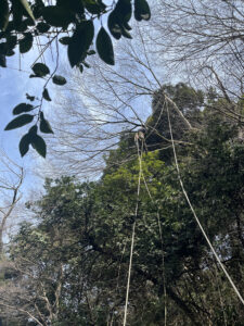 佐倉市役所文化課様からのご依頼(作業内容:本佐倉城跡危険木伐採) 佐倉市役所文化課様からのご依頼(作業内容:本佐倉城跡危険木伐採)