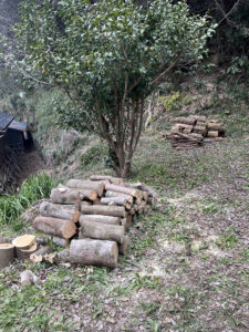 佐倉市役所文化課様からのご依頼(作業内容:本佐倉城跡危険木伐採) 佐倉市役所文化課様からのご依頼(作業内容:本佐倉城跡危険木伐採)