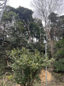 佐倉市役所文化課様からのご依頼(作業内容:本佐倉城跡危険木伐採) 佐倉市役所文化課様からのご依頼(作業内容:本佐倉城跡危険木伐採)