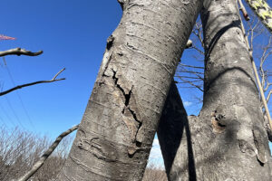 佐倉市役所文化課様からのご依頼(作業内容:青菅の小塚、支障枝剪定) 佐倉市役所文化課様からのご依頼(作業内容:青菅の小塚、支障枝剪定)