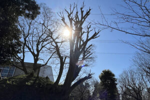 佐倉市役所文化課様からのご依頼(作業内容:青菅の小塚、支障枝剪定) 佐倉市役所文化課様からのご依頼(作業内容:青菅の小塚、支障枝剪定)