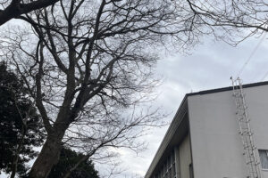 佐倉市役所文化課様からのご依頼(作業内容:青菅の小塚、支障枝剪定) 佐倉市役所文化課様からのご依頼(作業内容:青菅の小塚、支障枝剪定)