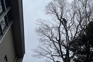 佐倉市役所文化課様からのご依頼(作業内容:青菅の小塚、支障枝剪定) 佐倉市役所文化課様からのご依頼(作業内容:青菅の小塚、支障枝剪定)