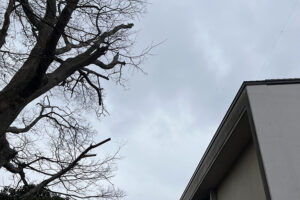 佐倉市役所文化課様からのご依頼(作業内容:青菅の小塚、支障枝剪定) 佐倉市役所文化課様からのご依頼(作業内容:青菅の小塚、支障枝剪定)