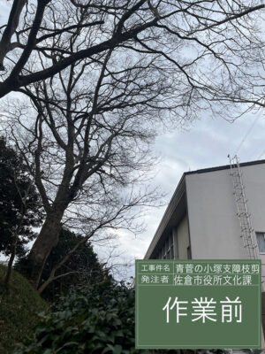 佐倉市役所文化課様からのご依頼(作業内容:青菅の小塚、支障枝剪定) 佐倉市役所文化課様からのご依頼(作業内容:青菅の小塚、支障枝剪定)
