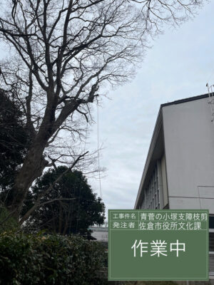 佐倉市役所文化課様からのご依頼(作業内容:青菅の小塚、支障枝剪定) 佐倉市役所文化課様からのご依頼(作業内容:青菅の小塚、支障枝剪定)