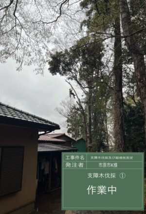 「樹高」10~30m×30本 「樹高」10~30m×30本