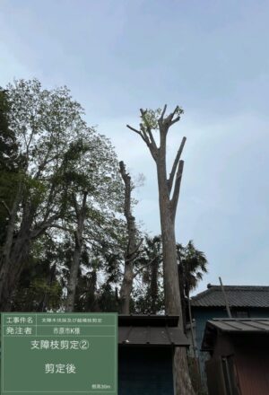 「樹高」10~30m×30本 「樹高」10~30m×30本