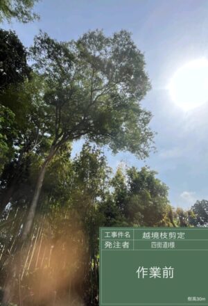 「樹高」15m