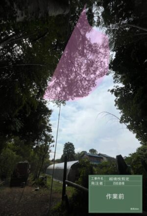 「樹高」15m