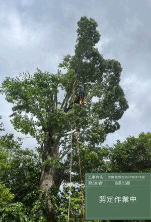 「樹高」10~15m×7本 「樹高」10~15m×7本