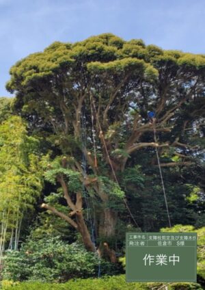 20m内外×3本の剪定、18m×1本の伐採 20m内外×3本の剪定、18m×1本の伐採