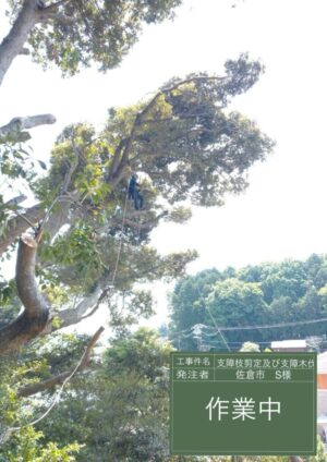 20m内外×3本の剪定、18m×1本の伐採 20m内外×3本の剪定、18m×1本の伐採