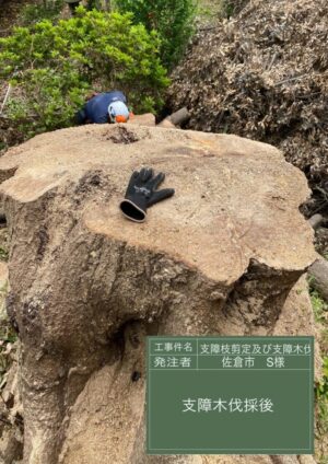 20m内外×3本の剪定、18m×1本の伐採 20m内外×3本の剪定、18m×1本の伐採