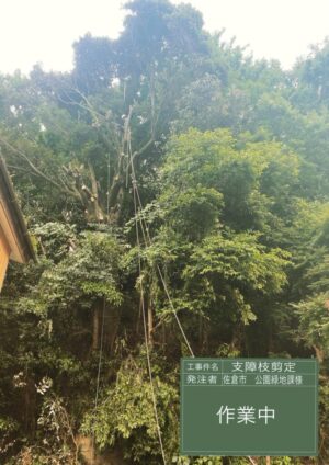 斜面に生えた15m 斜面に生えた15m
