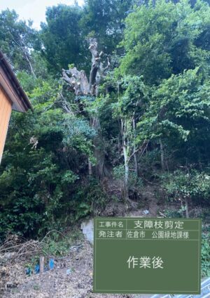 斜面に生えた15m 斜面に生えた15m