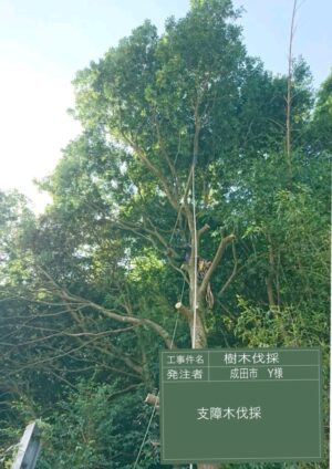 「樹高」13m 「樹高」13m