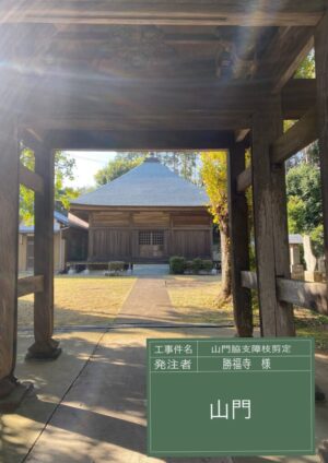 「樹高」15m