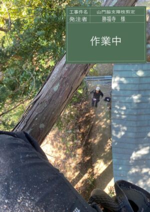 「樹高」15m