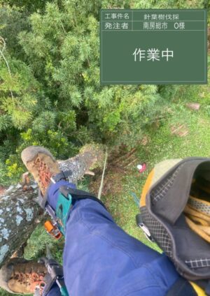 「樹高」17m