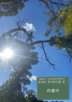 「樹高」10～16m（斜面から民家へ越境）