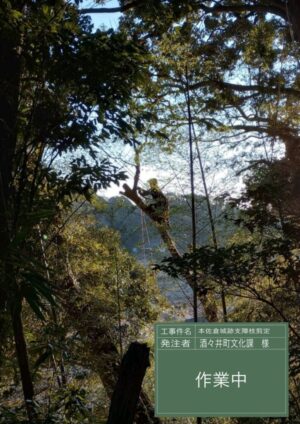 「樹高」10～16m（斜面から民家へ越境）