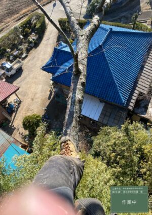 「樹高」10～16m（斜面から民家へ越境）