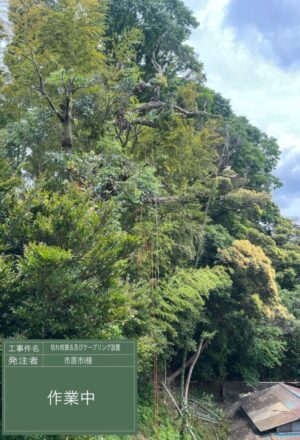 「樹高」15m（急斜面）