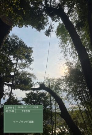 「樹高」15m（急斜面）