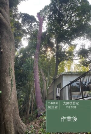 「樹高」18m 「樹高」18m