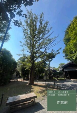 「樹高」10m