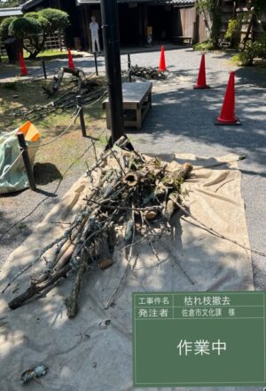 「樹高」10m