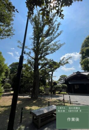 「樹高」10m