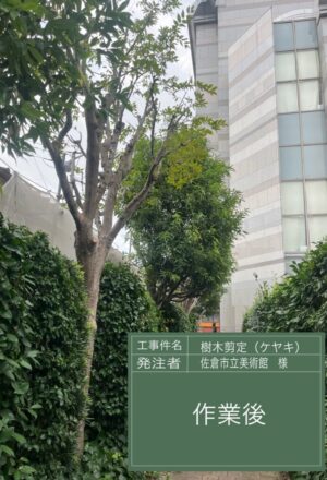 「樹高」6~15m×10本 「樹高」6~15m×10本