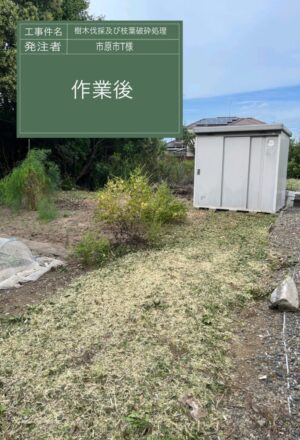 「樹高」6～10m×3本