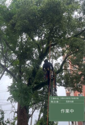 5~17m×5本、【抜根】大木を含め10本 5~17m×5本、【抜根】大木を含め10本