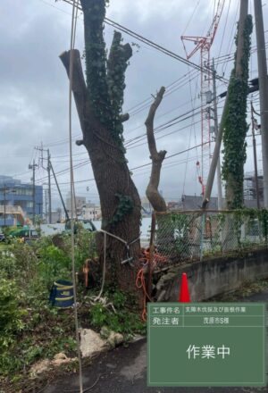 5~17m×5本、【抜根】大木を含め10本 5~17m×5本、【抜根】大木を含め10本