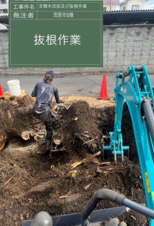 5~17m×5本、【抜根】大木を含め10本 5~17m×5本、【抜根】大木を含め10本