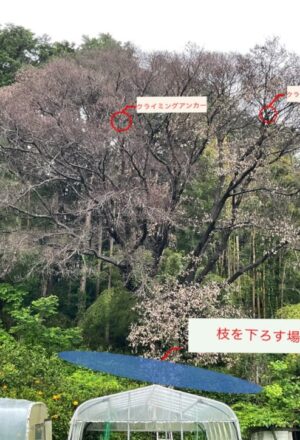 「樹高」15m（枯木）