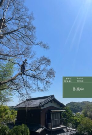 「樹高」15m（枯木）