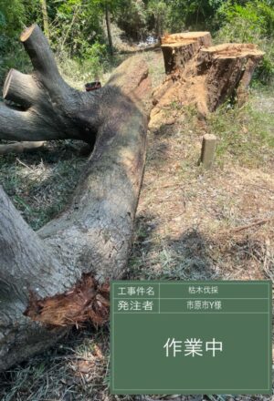 「樹高」15m（枯木）