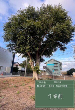 「樹高」15m 「樹高」15m