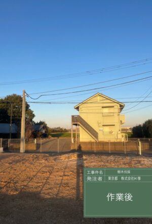 「樹高」15m 「樹高」15m