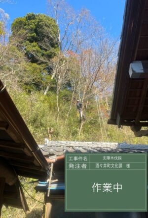 「樹高」6～15m×6本（斜面）